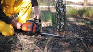 How Our Tree Care Process Works  in Walton Park, NY